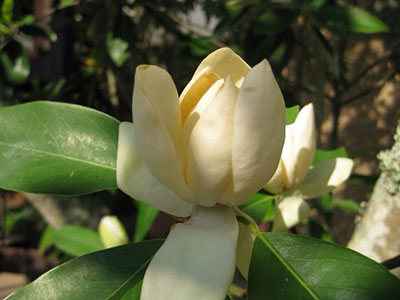 magnolia_sweetbay